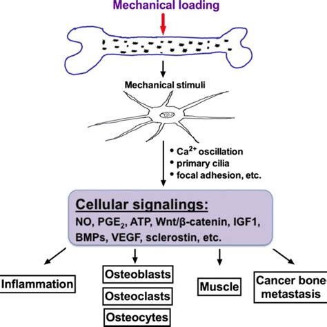 Schematic Diagram Illustrates The Mechanism Of Osteocyte Mediated