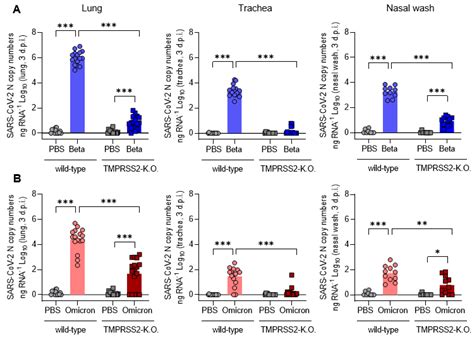 Viruses Free Full Text Tmprss2 Is Essential For Sars Cov 2 Beta And Omicron Infection