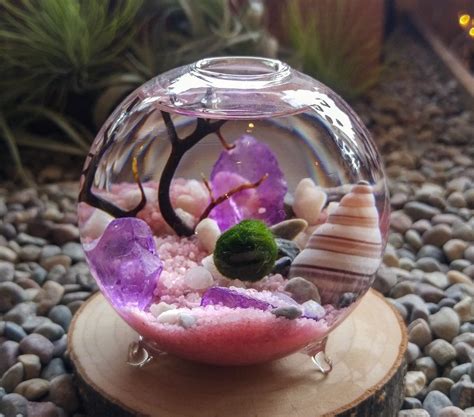 Marimo Terrarium Kit Marimo Moss Ball Terrarium In A Footed Etsy