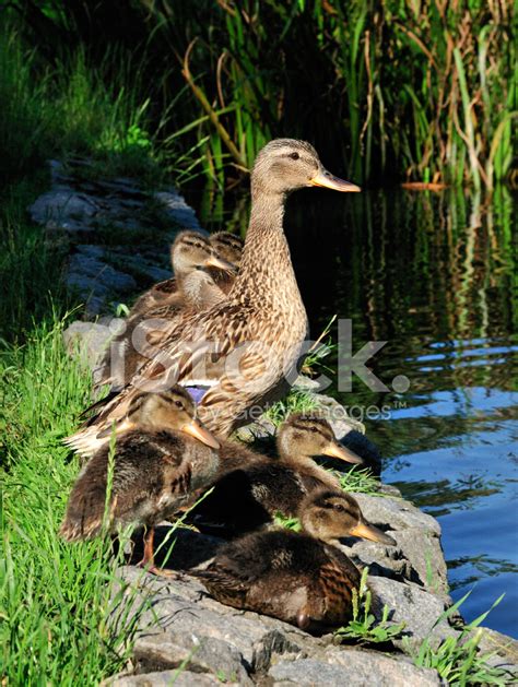 Mallard Ducklings. Stock Photo | Royalty-Free | FreeImages