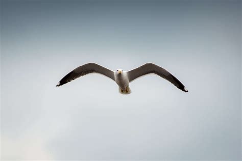 #bird #flight #flying #gull #seagull #wings | Stock photos, Free stock ...