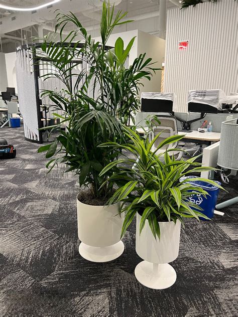 indoor office plant design hughson  wright gardner