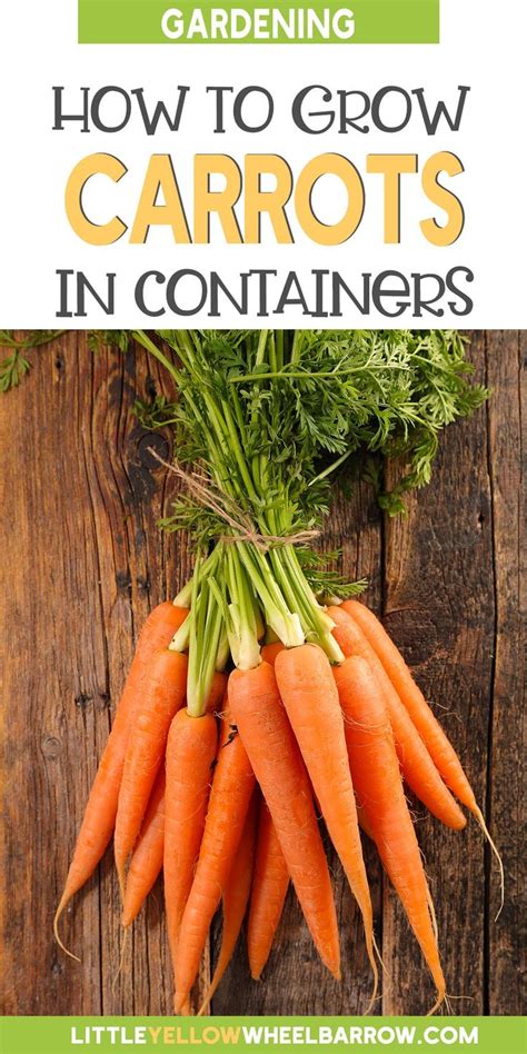 Growing Carrots In Containers A Comprehensive Guide 2023 Growing