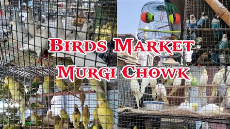 Chowk Kabutar Market Chowk Ka Bird Market How To Bird Market