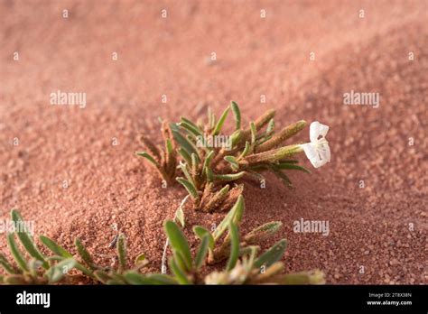 Desert Campion Silene Villosa Is An Annual Plant Native To Desertic