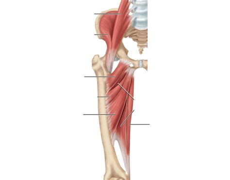 Quadriceps Femoris Group — Printable Worksheet