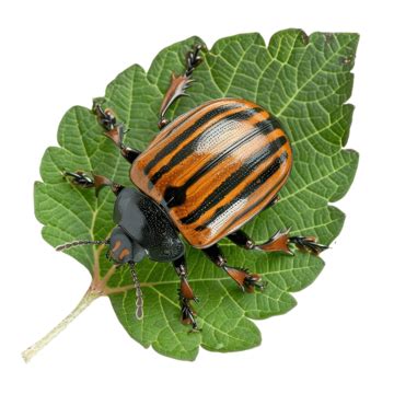 Colorado Beetle On Leaf Potato Beetle Colorado Potato Png