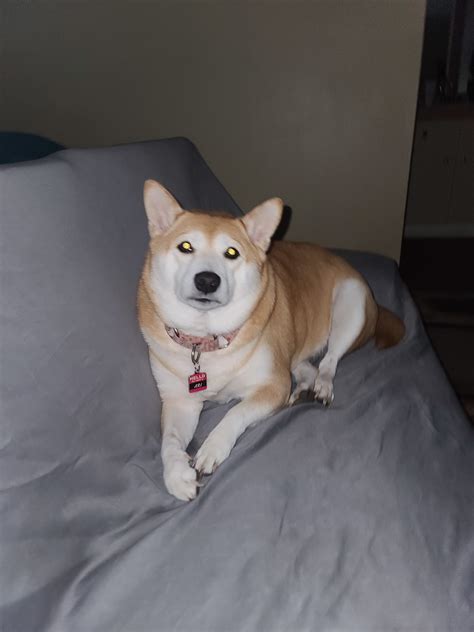 Adopted Ara Ari 5 Yr Old Red Female Shiba Inu Shiba Inu Rescue Of