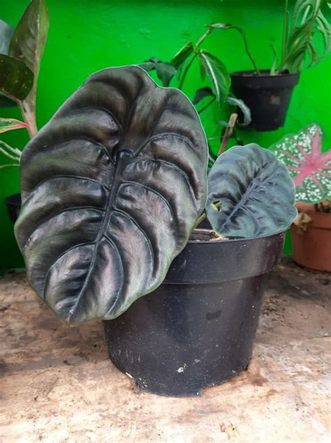 Tanaman Hias Alocasia Cuprea Tanaman Hias Raga Manusia Tanaman Hias