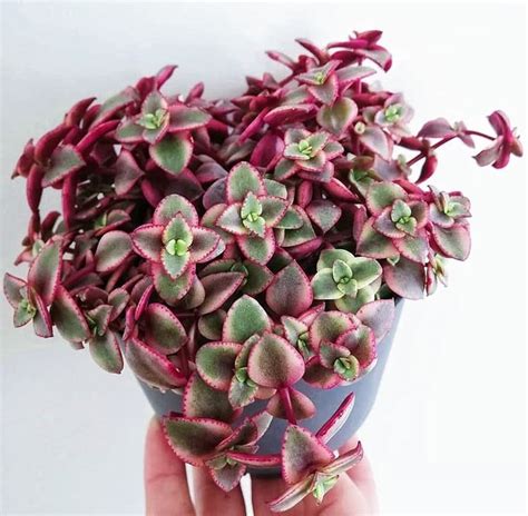 Calico Kitten Succulent Crassula Pellucida Variegata Variegated