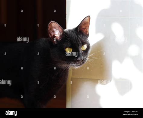 a beautiful young black cat in home interior Stock Photo - Alamy