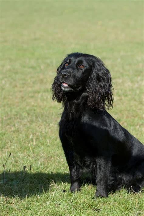 Free Images Canine Pet Sitting Black Cocker Spaniel Vertebrate