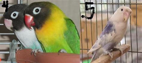 Tips Mengetahui Love Bird Anakan atau Dewasa ~ Breeding Kenari (Canary)