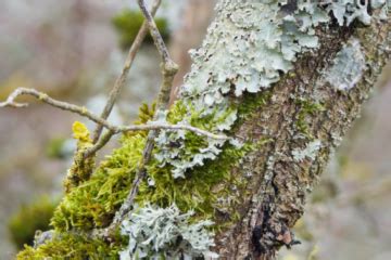 Moos Am Baum Gut Oder Schlecht Ursachen Tipps