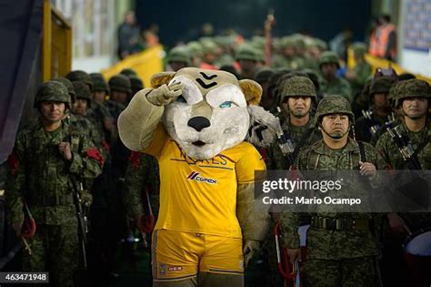 Mascot Of Tigres Photos and Premium High Res Pictures - Getty Images