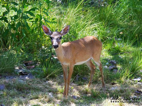 Endangered Key Deer Photograph by Jens Larsen - Pixels