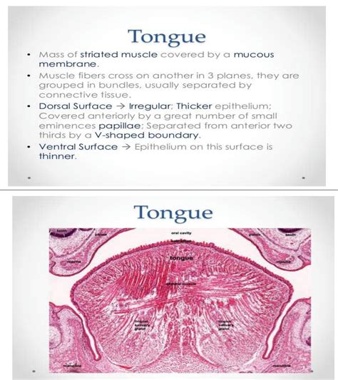 Solution Histology Of The Gastrointestinal Tract Studypool