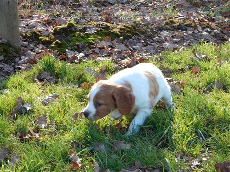 Chiot Elevage Du Mas D Eyraud Eleveur De Chiens Epagneul Breton