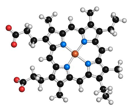 What Is Coenzyme