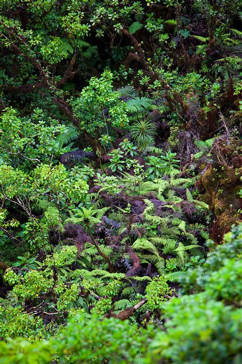 Pu U Kukui Watershed Preserve Commercial Travel Photographer Susan