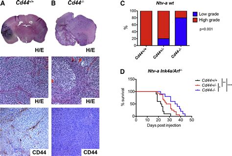 Osteopontin Cd44 Signaling In The Glioma Perivascular Niche Enhances Cancer Stem Cell Phenotypes