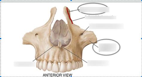 maxillae 1 Diagram | Quizlet