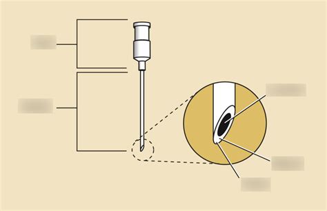 Phlebotomy- Needle Anatomy Diagram | Quizlet