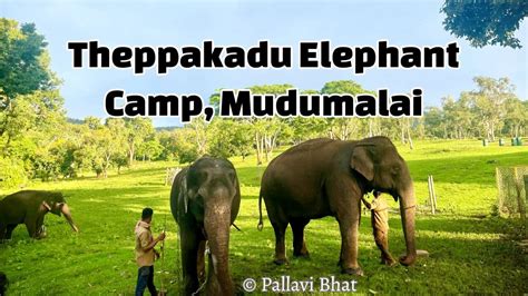 Theppakadu Elephant Camp A Glimpse Into Mudumalai Elephant Camp