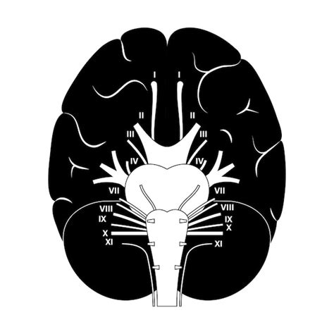 Diagrama De Nervios Craneales Vector Premium