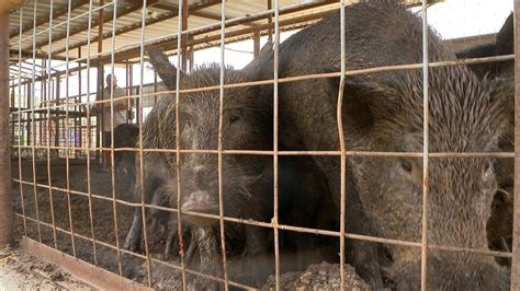 How Texas Is Fighting Its Massive Feral Pig Problem | Inside Edition