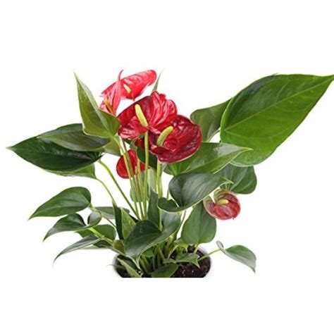 Costa Farms Blooming Anthurium Live Indoor Plant 12 To