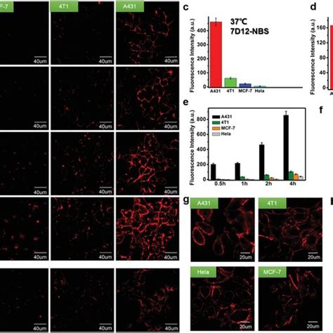 A Diagram Of Nanobody Endocytosis B CLSM Imaging Of A431 Cells