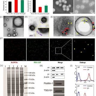 Characterization Of Cell Membrane Coated Nanoparticles A Hydrodynamic