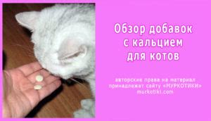 Кальций для кошек и котов: где взять и как давать?