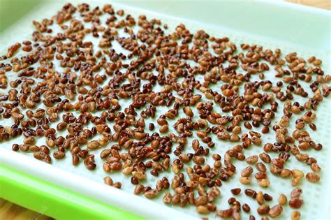 Premium Photo Water Spinach Seeds Being Spread On Mat In Hydroponic