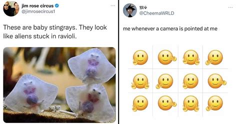 25 Funny Tweet Memes That Made Us Laugh This Week