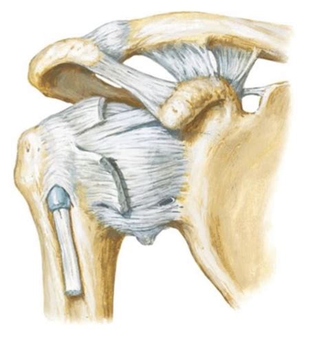 AP Joints 1 Diagram | Quizlet