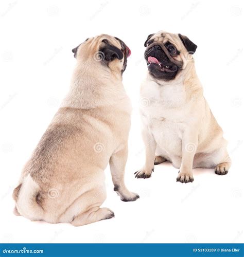 Love Concept Two Friendly Pug Dogs Sitting Isolated On White Stock