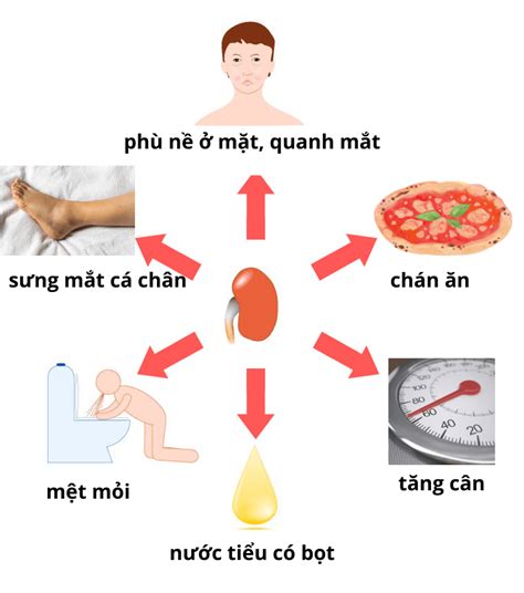 Thận Hư Thận Yếu Nguyên Nhân Triệu Chứng Và Giải Pháp Hiệu Quả