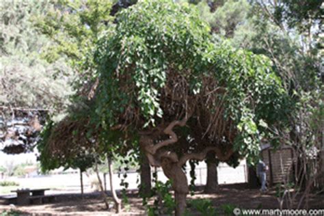 Weeping Mulberry Trees - Unusual Trees in the Desert Southwest Garden ...