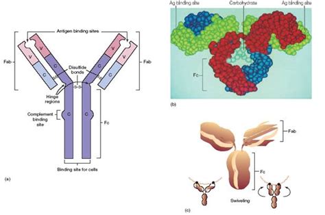 Antibody-Antigen Interactions and the Function of the Fab