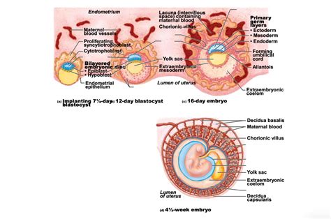 Blastocyst To Embryo Diagram Quizlet