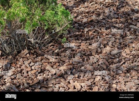 Ornamental Juniper Bushes With Mulch Shredded Pine Bark For Mulching