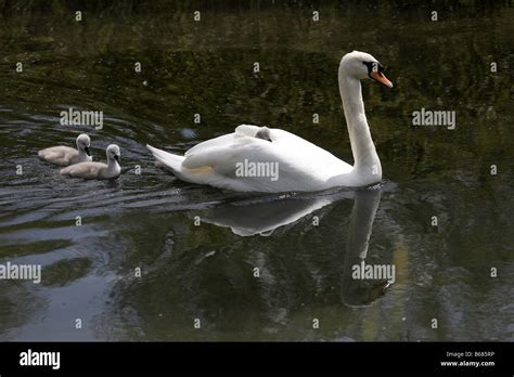 Swans On Mums Back Hi Res Stock Photography And Images Alamy