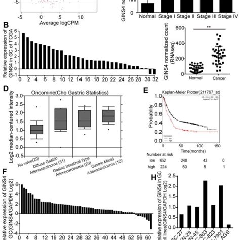 Gins4 Expressions In Gastric Cancer Tissues And Cell Lines A The