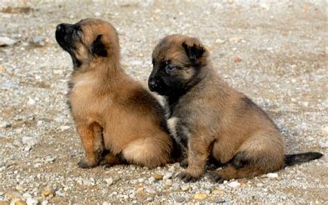 Cute Puppies and Dogs Pictures: Belgian Shepherd Malinois Characteristics and Pictures