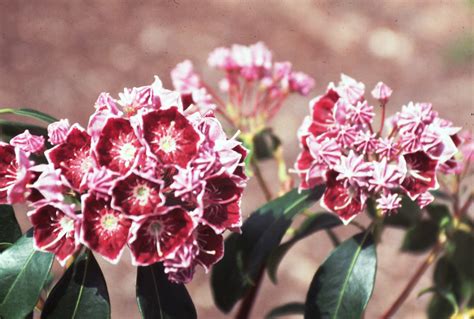 Photo #8970 | Kalmia latifolia 'Keepsake' | plant lust