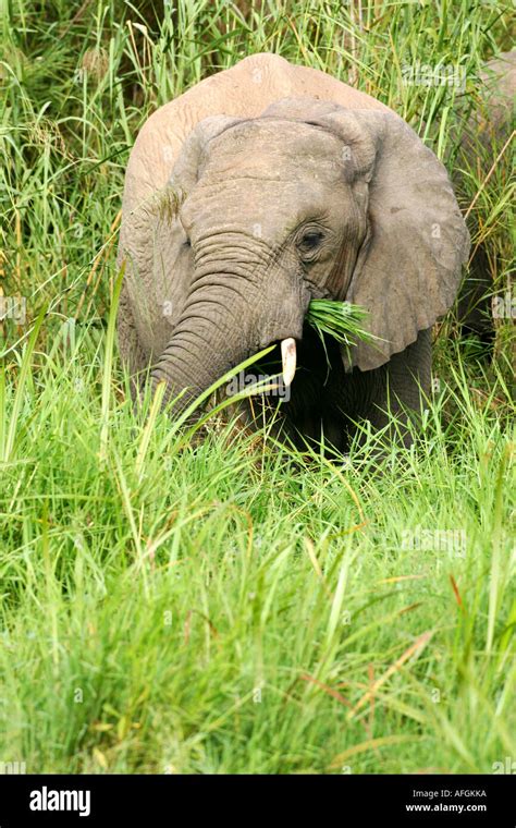 African Bull Elephant Grazing In Tall Grass Stock Photo Alamy