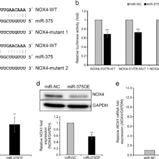 Nox Direct Target Gene Of Mir A Schematic Representation Of