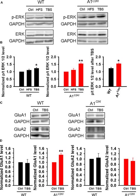 Enhanced Extracellular Signal Regulated Kinase Erk Activation And Download Scientific Diagram